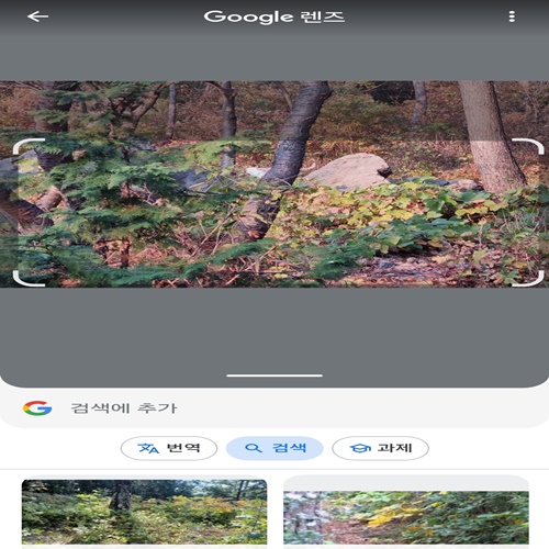 사진으로 나무 이름 찾기 무료 어플